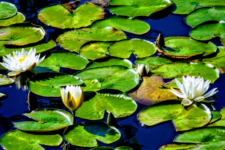 Pond with Water Lilies