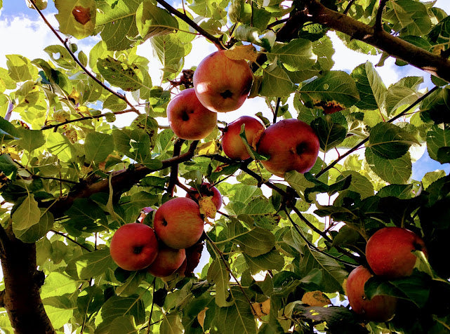 Autumn Apple Picking - Fine Art Photograph