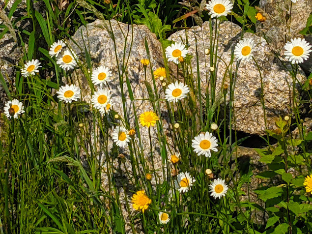 Country Charm: Farm Daisies - Original Photo Art