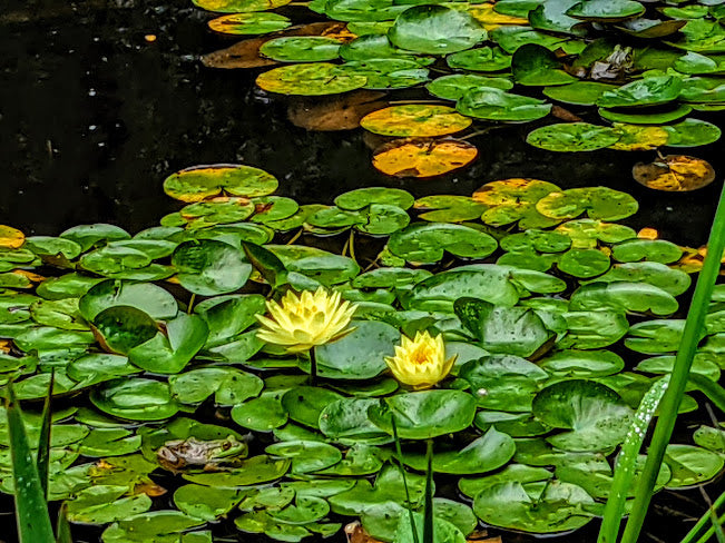 Pond with Lillies and Frog