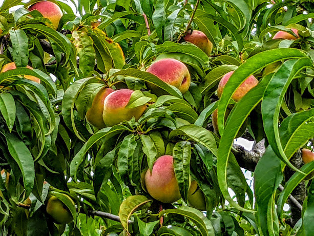 Season of Peaches