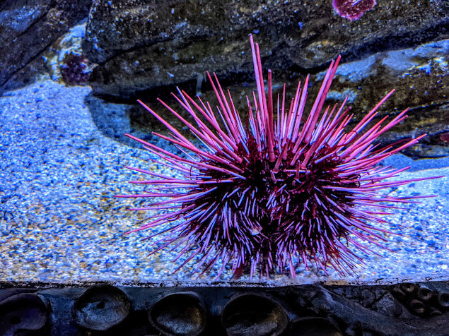 Purple Sea Urchin