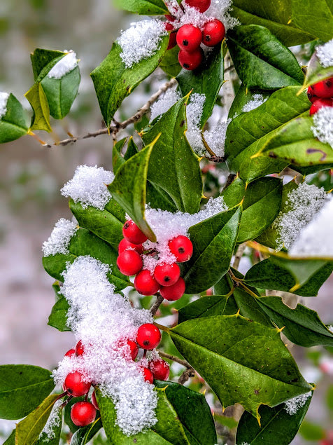 Berries covered with Snow